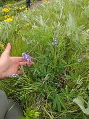 Lupinus nootkatensis