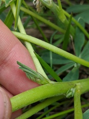 Lupinus nootkatensis