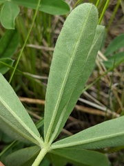 Lupinus nootkatensis