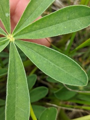 Lupinus nootkatensis