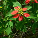 Poinsettia - Photo (c) sea-kangaroo, some rights reserved (CC BY-NC-ND), uploaded by sea-kangaroo