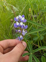 Lupinus nootkatensis