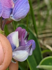 Lupinus nootkatensis