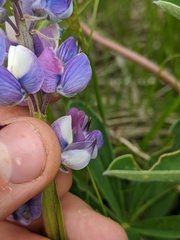 Lupinus nootkatensis