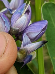 Lupinus nootkatensis