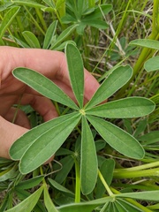 Lupinus nootkatensis