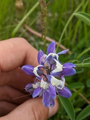 Lupinus nootkatensis