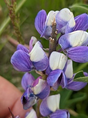 Lupinus nootkatensis