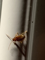 Ptilodactyla carinata