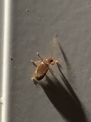 Ptilodactyla carinata