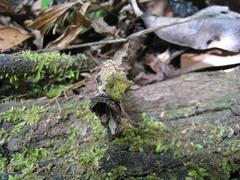 Iaraka River Leaf Chameleon photo 3