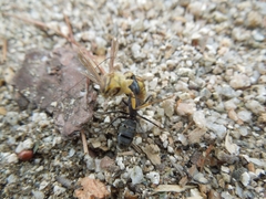 Camponotus atrox