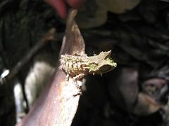 Iaraka River Leaf Chameleon photo 4