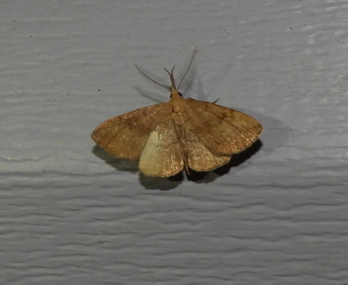 Pale Phalaenostola Moth photo 5