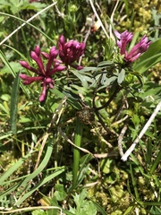 Daphne striata