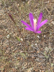 Brodiaea sierrae