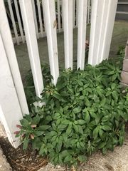 Alstroemeriaceae