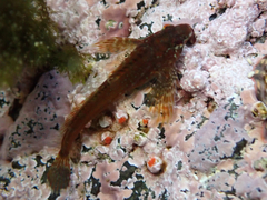 Oligocottus
