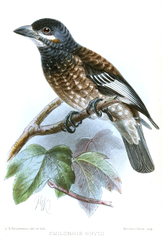 Whyte's Barbet photo 2