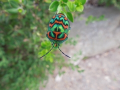 Poecilocoris splendidulus