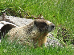 Marmota flaviventris