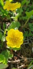 Potentilla stolonifera