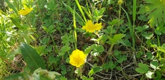 Potentilla stolonifera