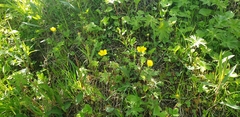 Potentilla stolonifera