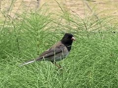 Junco hyemalis