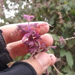Salvia lasiantha