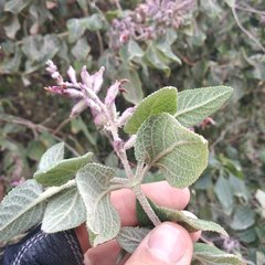 Salvia lasiantha