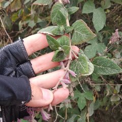 Salvia lasiantha