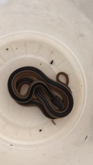 Coniophanes schmidti