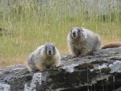 Marmota flaviventris