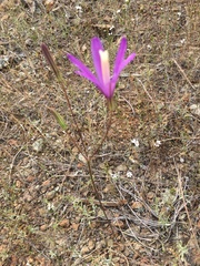 Brodiaea sierrae