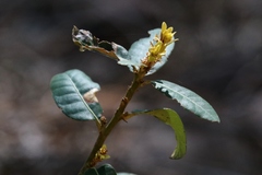 Chrysolepis sempervirens