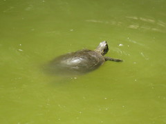 Chrysemys picta bellii