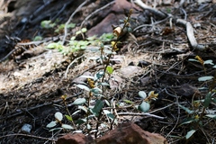 Chrysolepis sempervirens