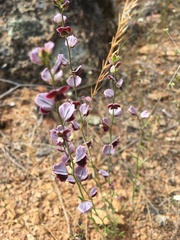 Streptanthus polygaloides