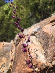 Streptanthus glandulosus pulchellus