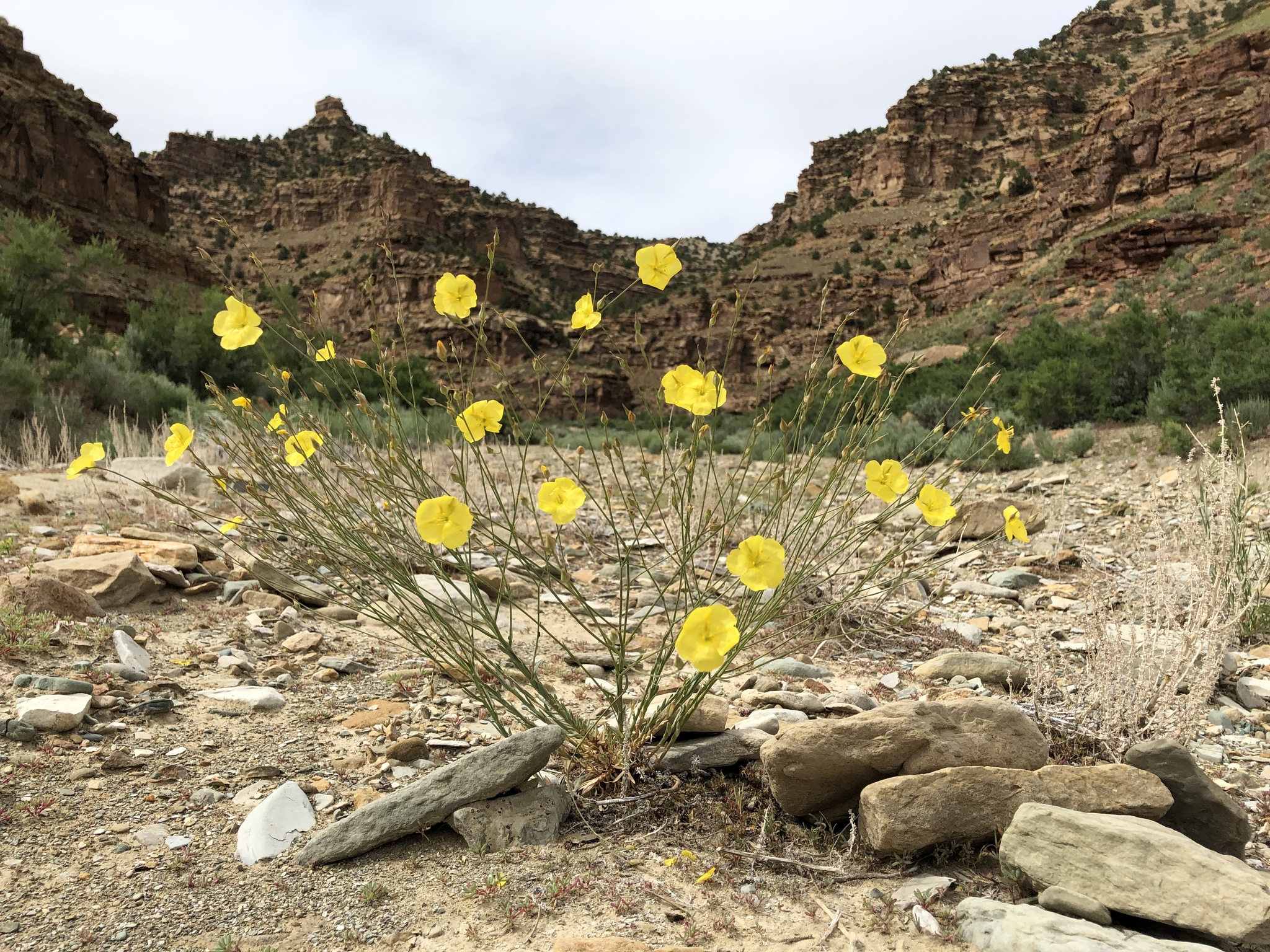 Linum subteres