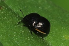 Corimelaena lateralis