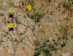 Potentilla astragalifolia