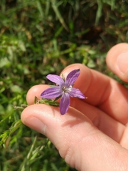 Triodanis perfoliata