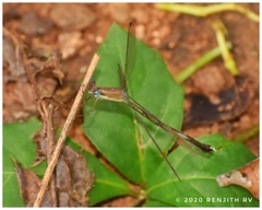Lestes nodalis