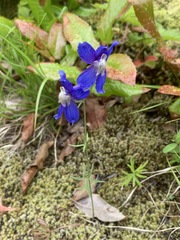 Delphinium sutherlandii