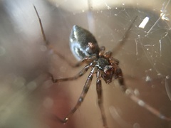 Lepthyphantes