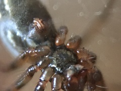 Lepthyphantes