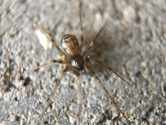Lepthyphantes