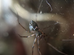 Lepthyphantes